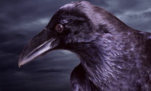 Raven Head (Copyright Bob Elsdale / Getty) 